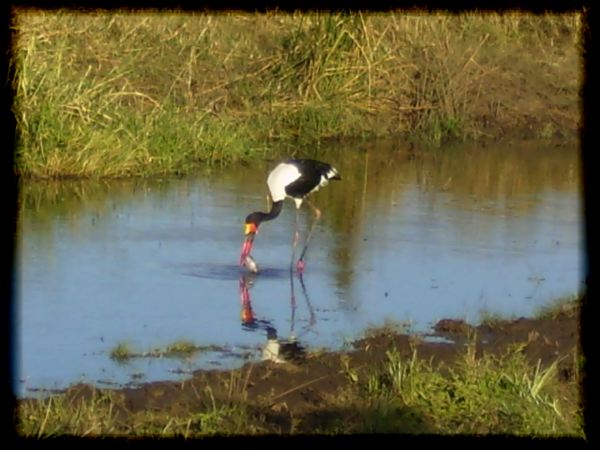 Saddle-billed stork