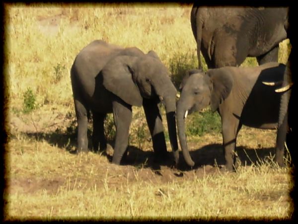 Did you wash your trunk before dinner?