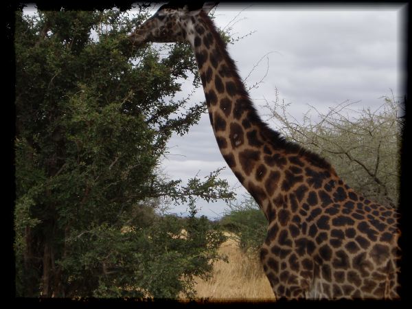 Yummy acacia thorns