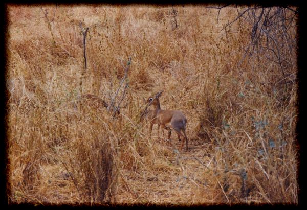 The shy dik diks