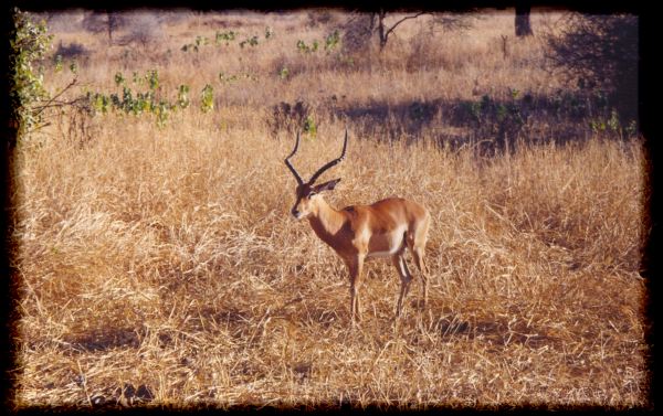 Impala stance