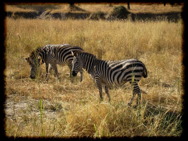 Count the zebras