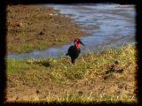 Ground hornbill