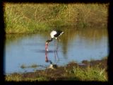 Saddle-billed stork