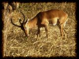 Impala stare