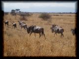 Gnu crossing